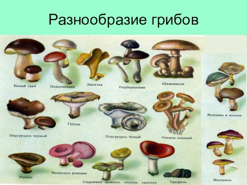 Грибы в чувашии в 2023г: фото, описание и названия съедобных и ядовитых видов на карте грибных мест