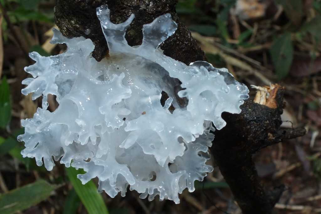 Ледяной гриб (tremella fuciformis), снежный или тремелла фукусовидная: рецепты приготовления, пользы и вред