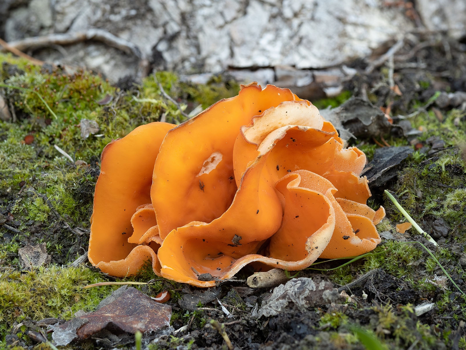 Оранжевый гриб: фото и описание видов