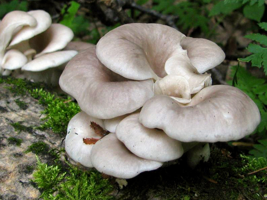 Как выглядят грибы (виды) вешенки: топ 8 съедобных и редких
