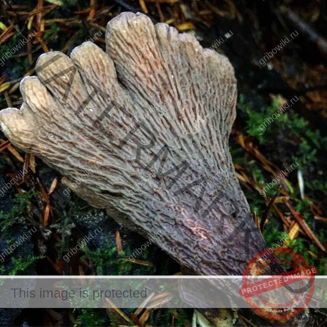 Лисички - фото отличий съедобных и несъедобных видов этого гриба