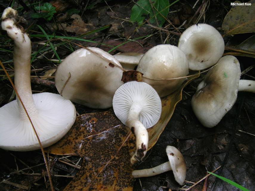 Гигрофоры: описание, съедобность, разновидности грибов с фото