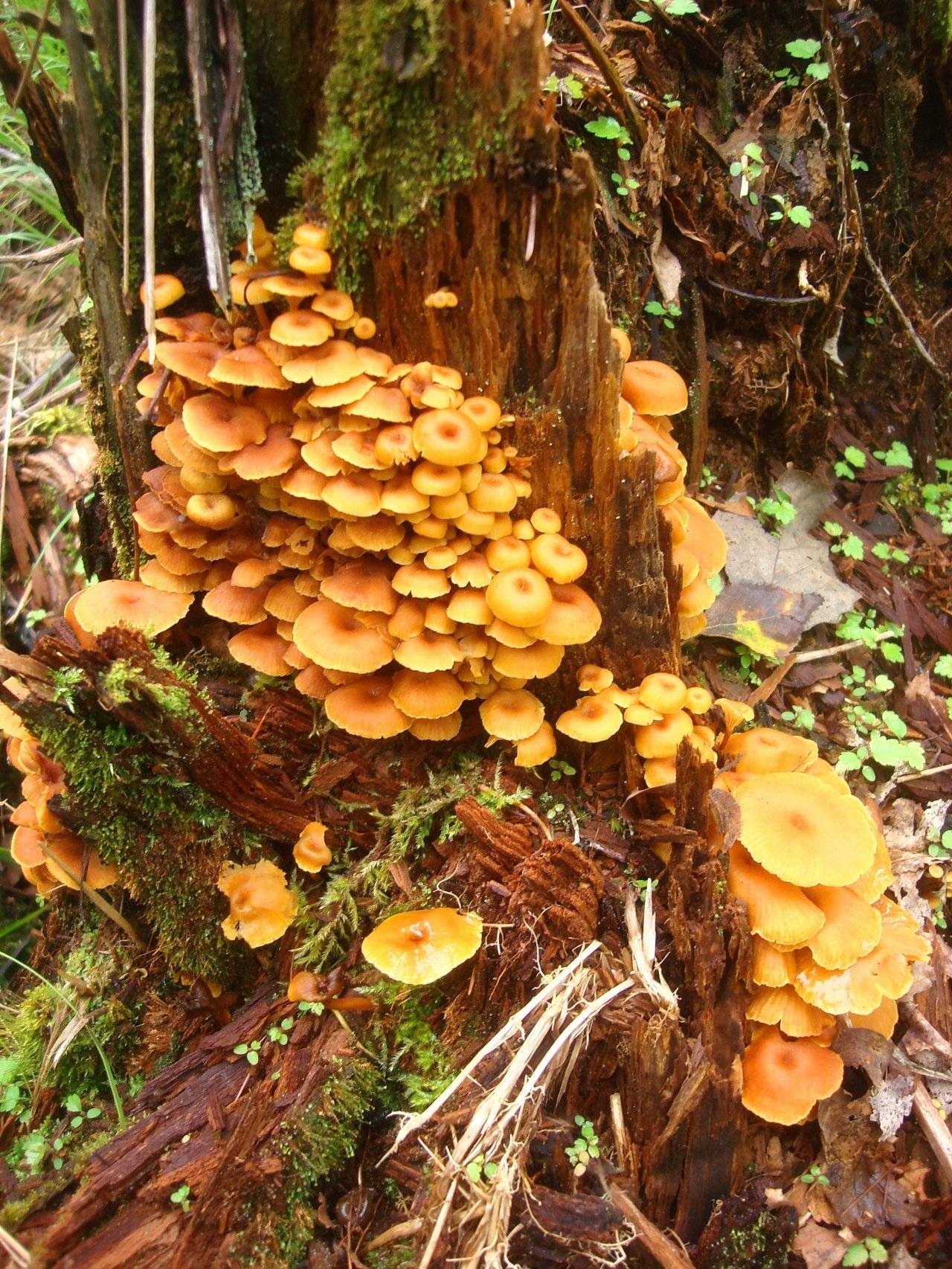 Ксеромфалина загадочная (xeromphalina enigmatica) – грибы сибири