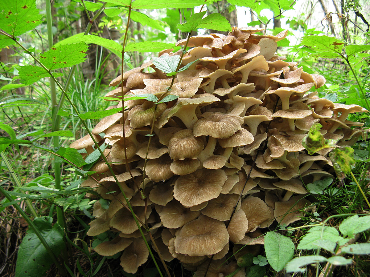 Лечебные свойства гриба трутовик: описание, фото, видео