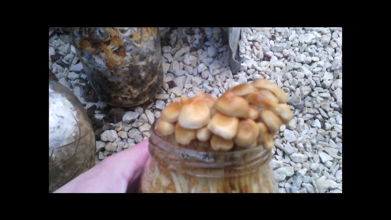 Домашняя грибница (опята) – отзывы. возможность выращивания грибов или развод покупателей. — реальные отзывы покупателей