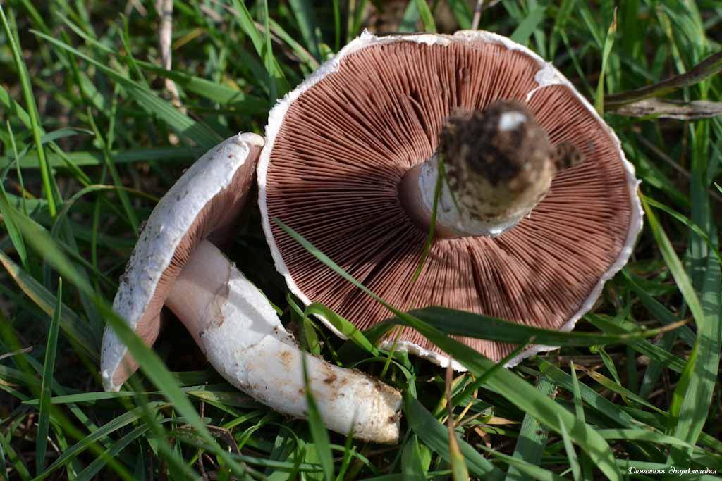 Шампиньоны съедобные фото. Шампиньон Луговой Agaricus Campestris. Шампиньон обыкновенный Печерица. Печерица, Луговой шампиньон ложные. Ложный Луговой шампиньон.