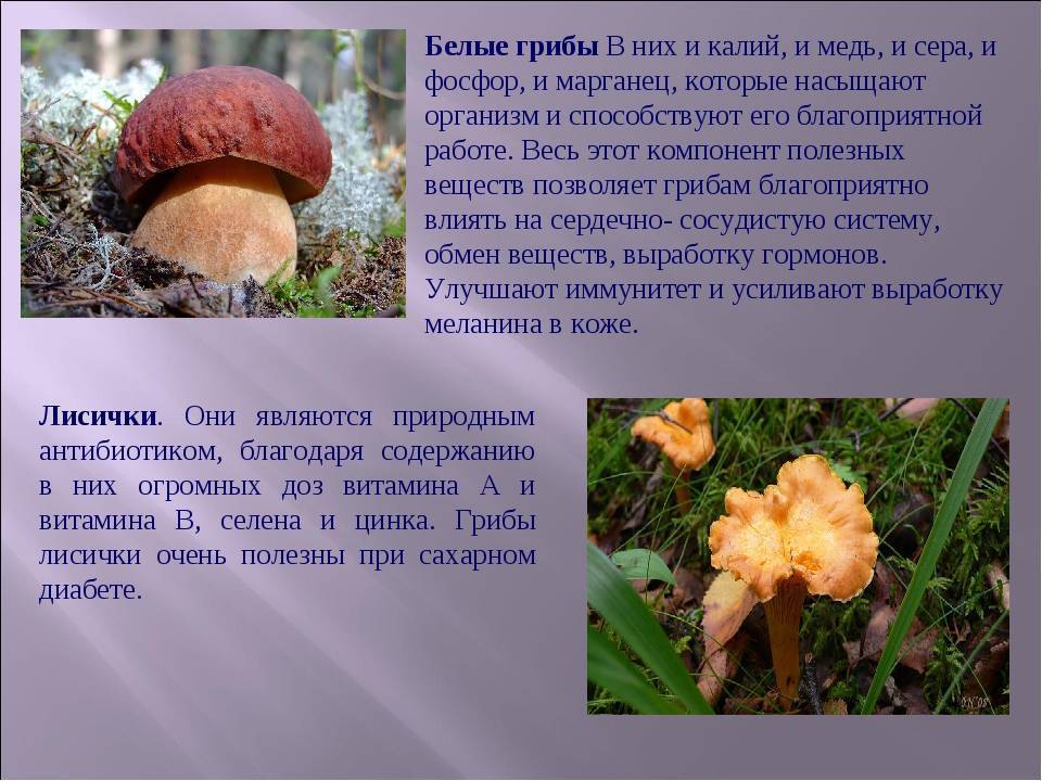 Белый гриб: польза и вред для организма