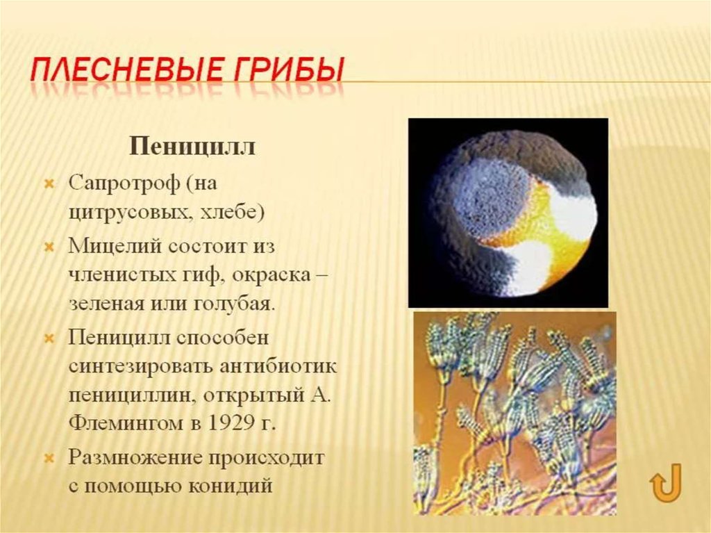 Penicillium | справочник пестициды.ru