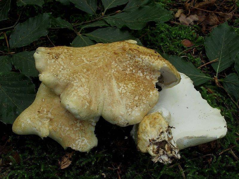 Большой белый гриб из книги рекордов гиннеса. как называется?