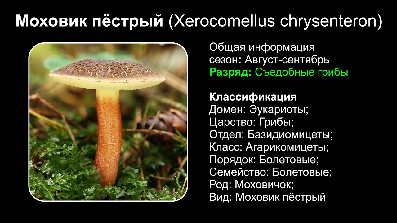 Польский гриб – вкусный житель сосновых лесов - грибы собираем