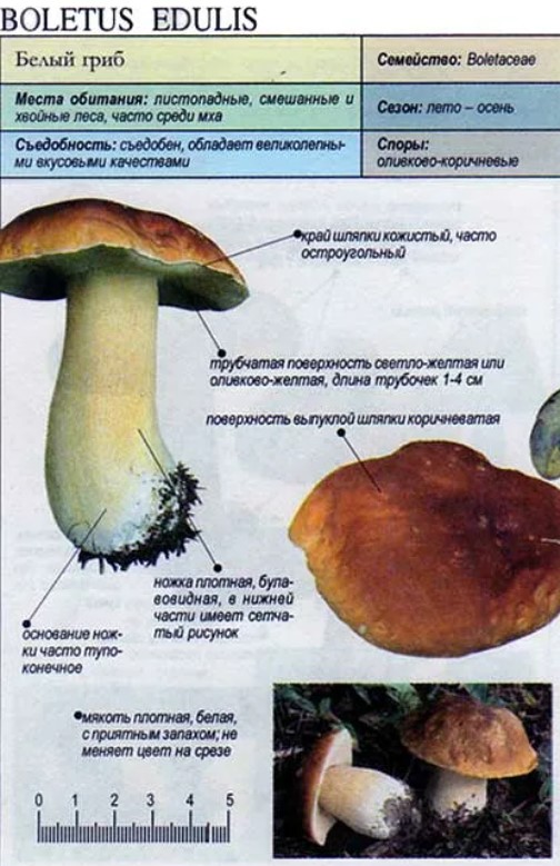 Белый гриб дубовый (Boletus edulis)
