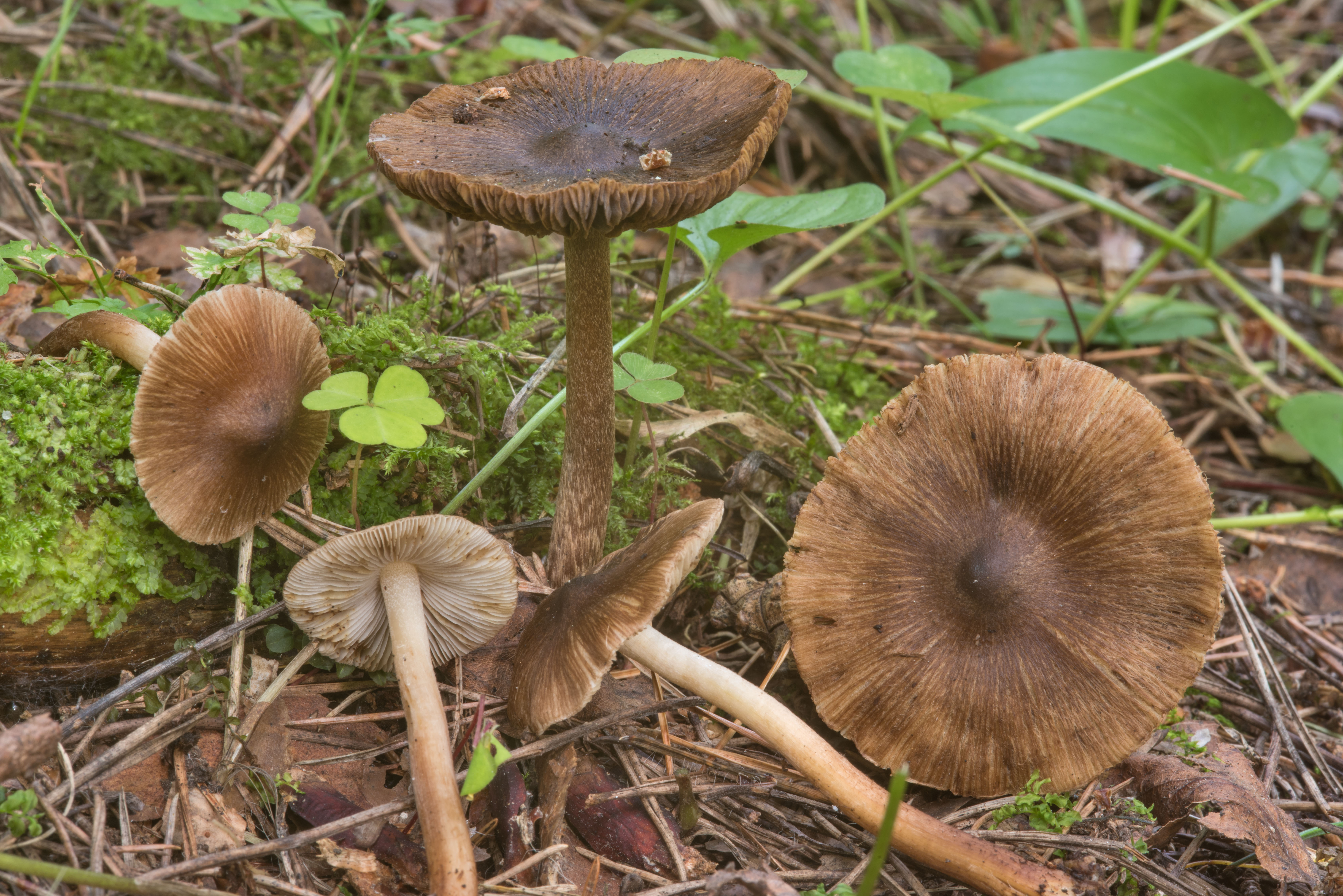 Волоконница патуйяра – самый опасный гриб рода — викигриб