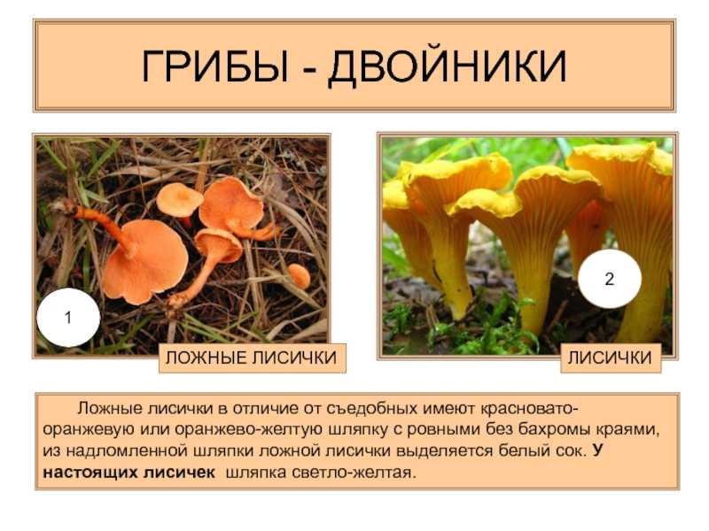Лисички - фото отличий съедобных и несъедобных видов этого гриба