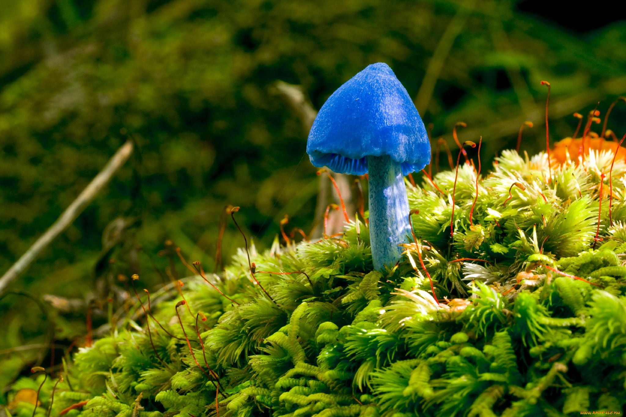 Топ 12 грибов гигантов, когда либо найденных на планете