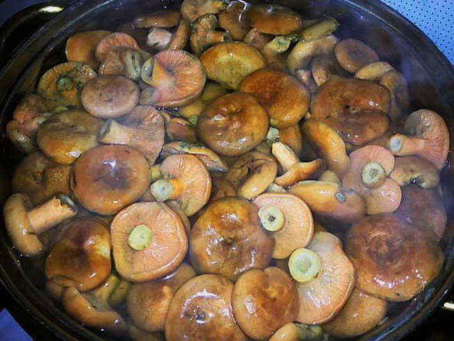 Как готовить жаренные грибы рыжики: жарка на сковороде, со сметаной и другие рецепты