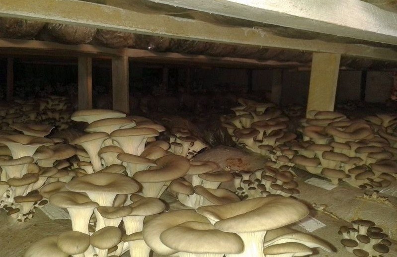 Выращивание грибов в домашних условиях