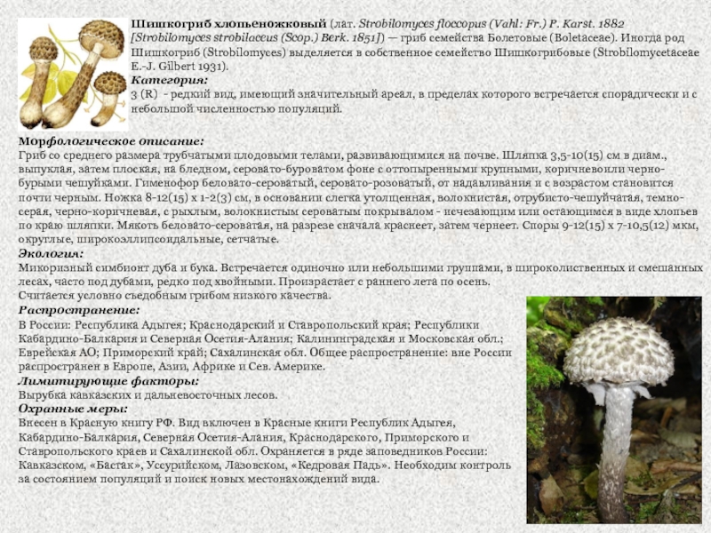Шишкогриб хлопьеножковый: фото и описание, съедобность гриба