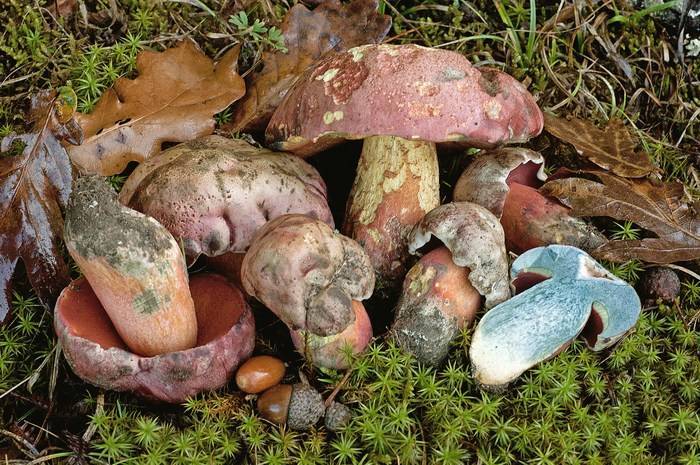 Сатанинский гриб: описание, фото, съедобность, где растет, польза и вред, признаки отравления