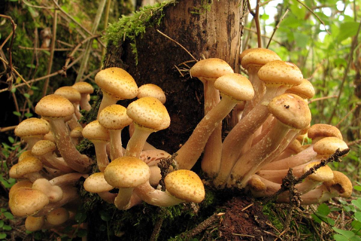 Опенок толстоногий - гриб съедобный. где растет, как готовить