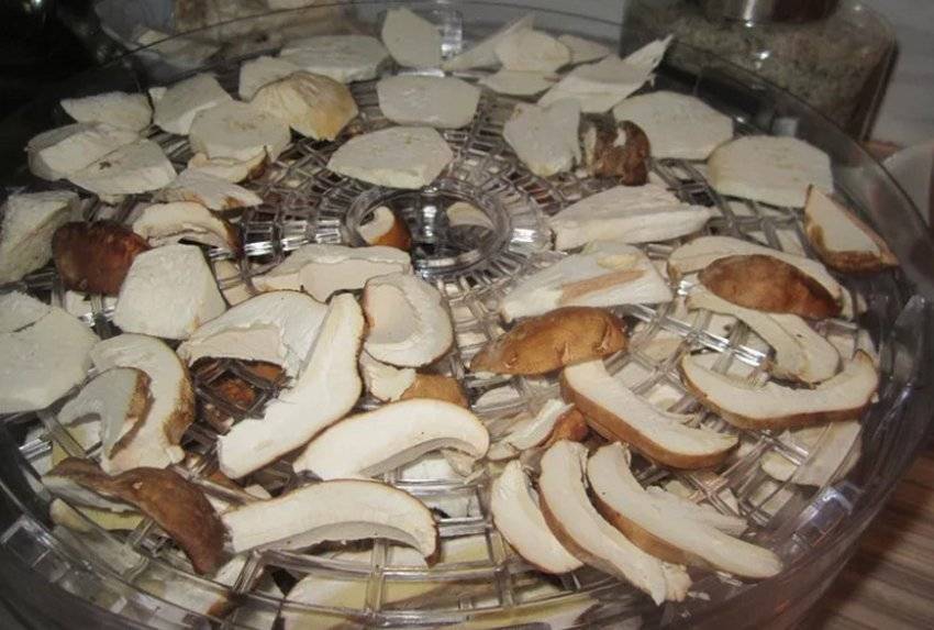 Как сушить грибы правильно (7 способов в домашних условиях)