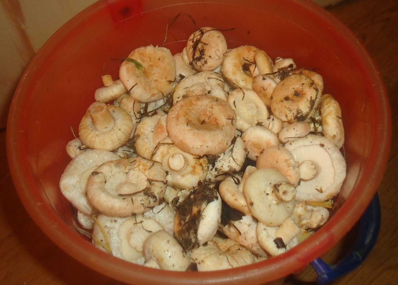 Волнушки: соление и приготовление грибов