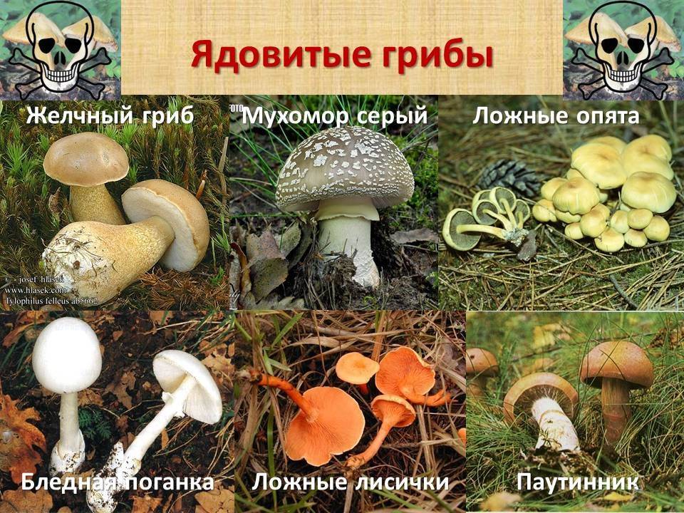 Грибы владимирской области 2022: грибные места, карта, фото