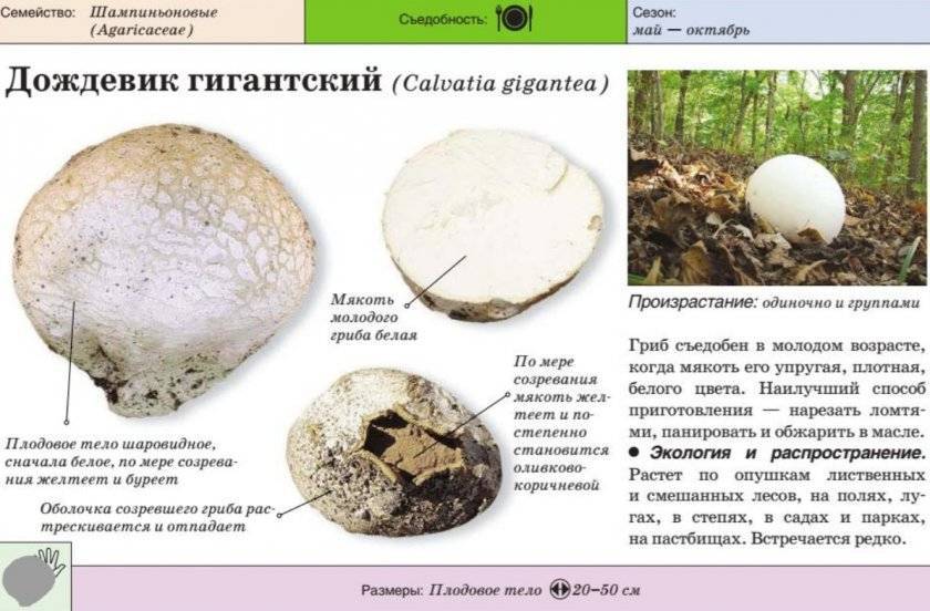 Головач гигантский или лангерманния гигантская : фото, описание, где растет и как приготовить этот гриб