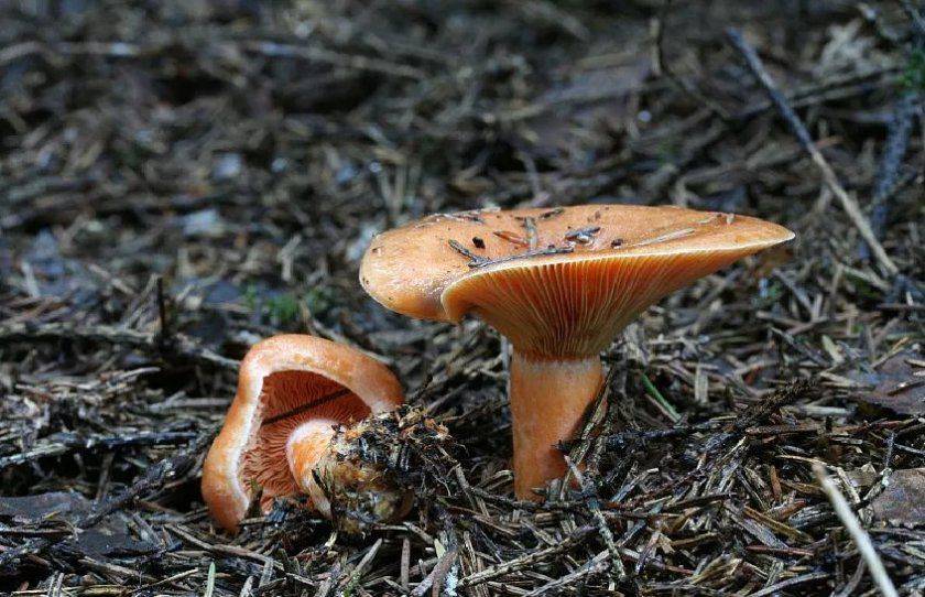 Грибы рыжики: где искать и когда собирать. самый полный обзор грибов рыжиков – блог для дачника.