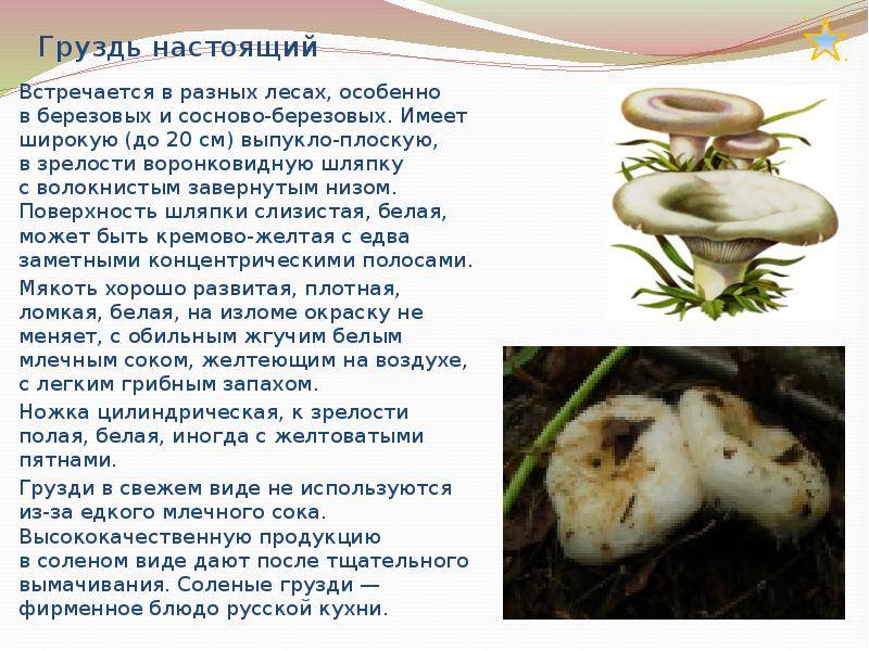 Список съедобных грибов с названиями, описанием и фото