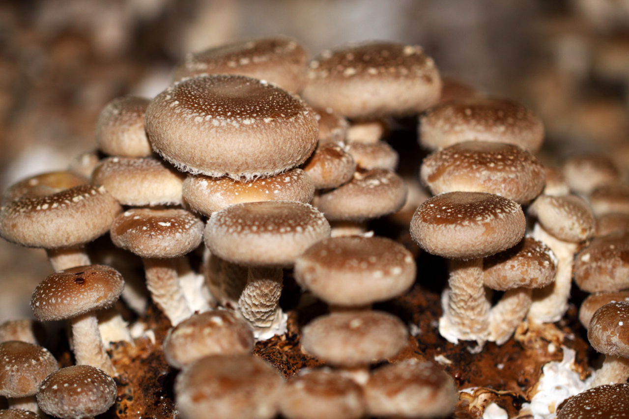 Шиитаке - полезные свойства гриба и противопоказания, фото и описание, выращивание шиитаке
