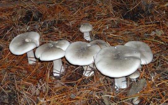 Съедобные и несъедобные грибы говорушки и их описание (+39 фото)
