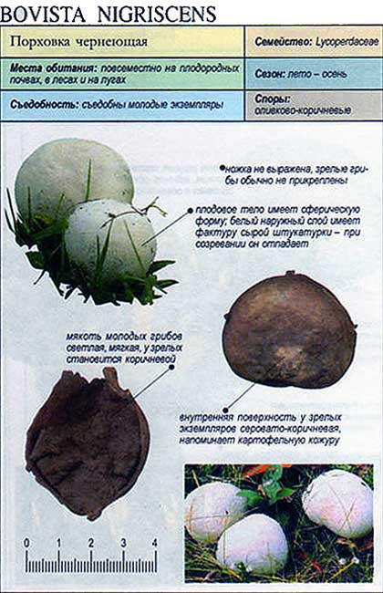 Черноголовик гриб: фото и описание, ложные разновидности