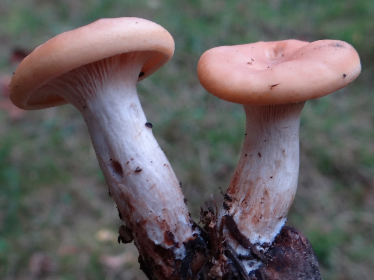 Мокруха: описание гриба, польза, рецепты приготовления пурпуровой, фото