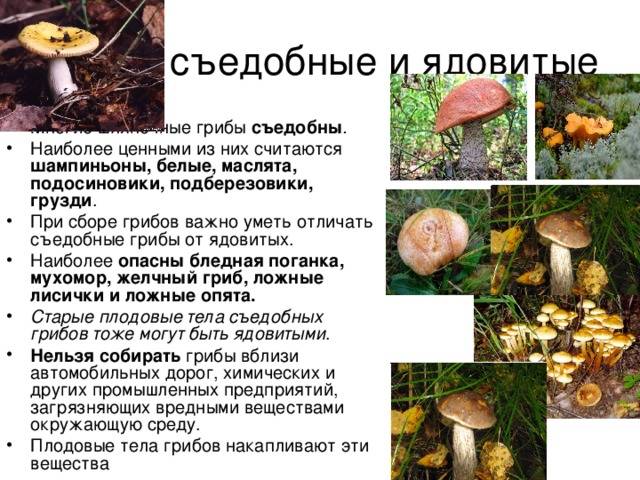 Отравление свинушками: особенности и симптомы. насколько опасны грибы?
отравление свинушками: особенности и симптомы. насколько опасны грибы? — медицинская энциклопедия