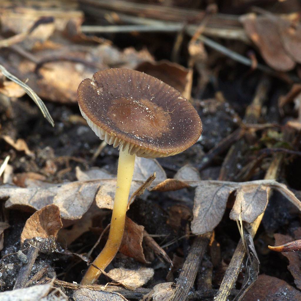 Стробилюрус шпагатоногий (strobilurus stephanocystis) – грибы сибири