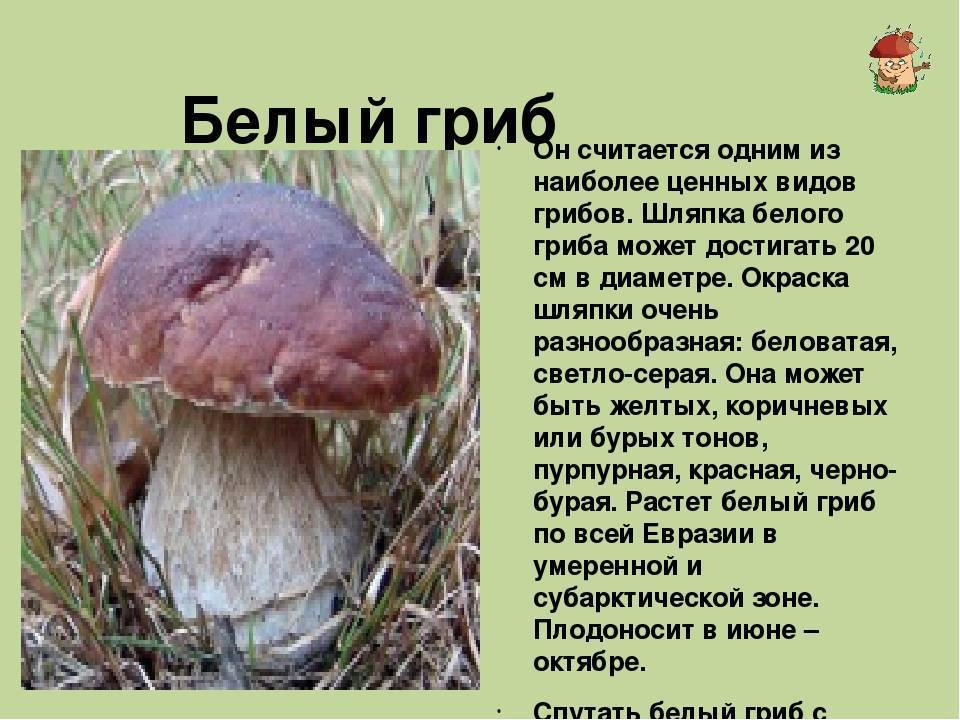 Белый гриб - боровик. описание, фото, рецепты.