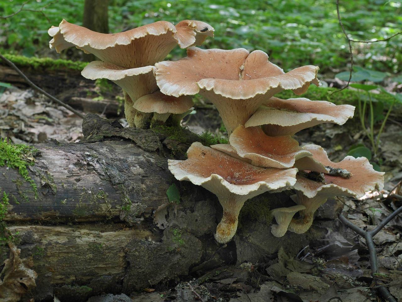 Весенние грибы для здоровья и кулинарных изысков. фото — ботаничка