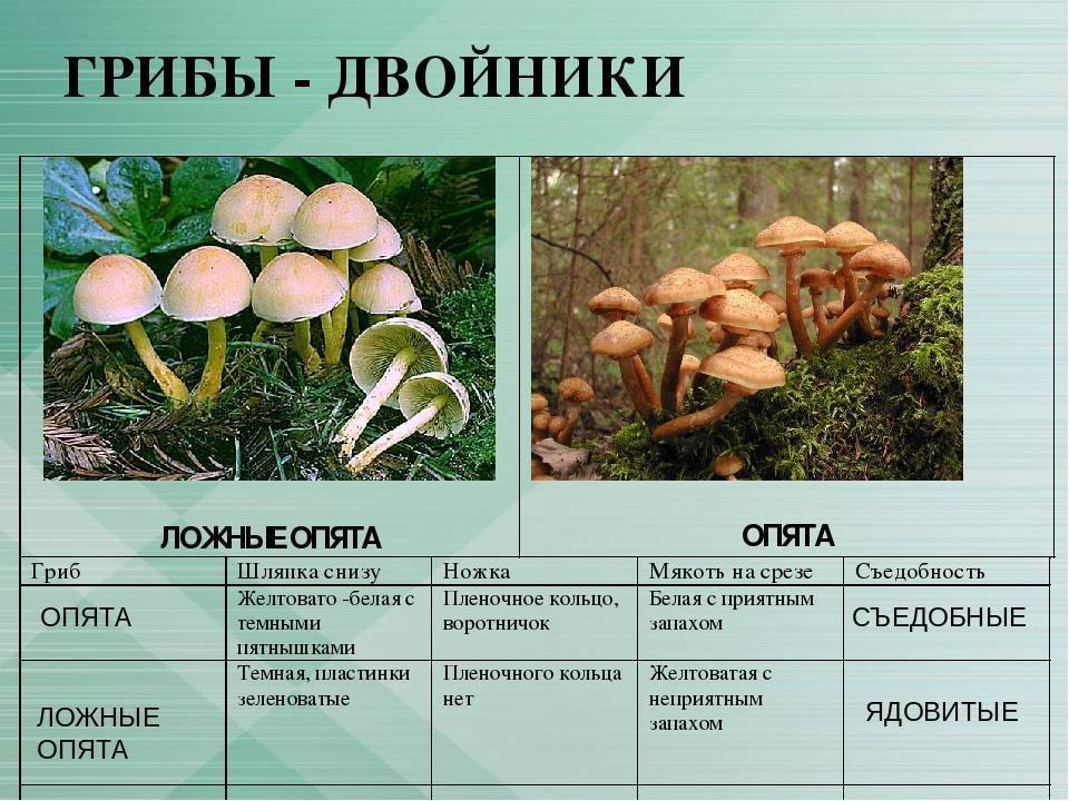 Грибы-двойники. названия и описание самых опасных грибов-двойников