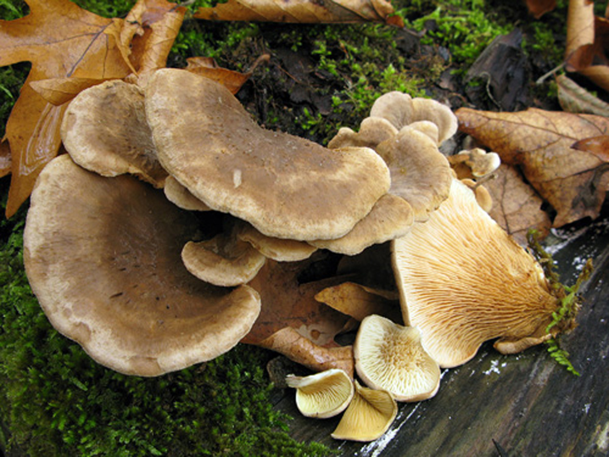 Муэр: китайский древесный гриб, полезные свойства, калорийность, приготовление, как растет