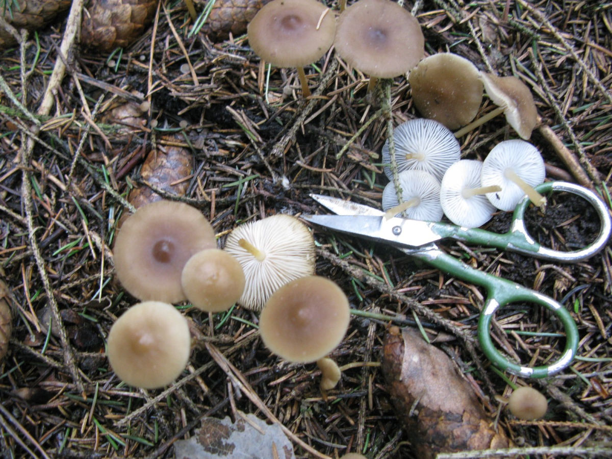 Строфария небесно-синяя (stropharia caerulea): фото и описание гриба