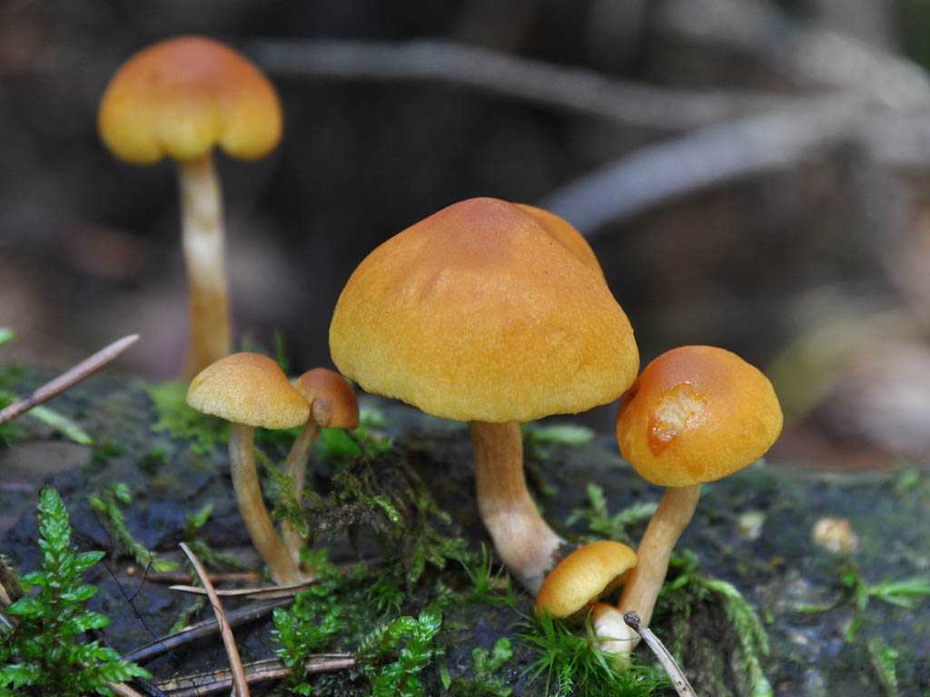 Трутовик окаймлённый или сосновый (fomitopsis pinicola): лечебные свойства и применение в народной медицине, а также культивирование и как готовить гриб