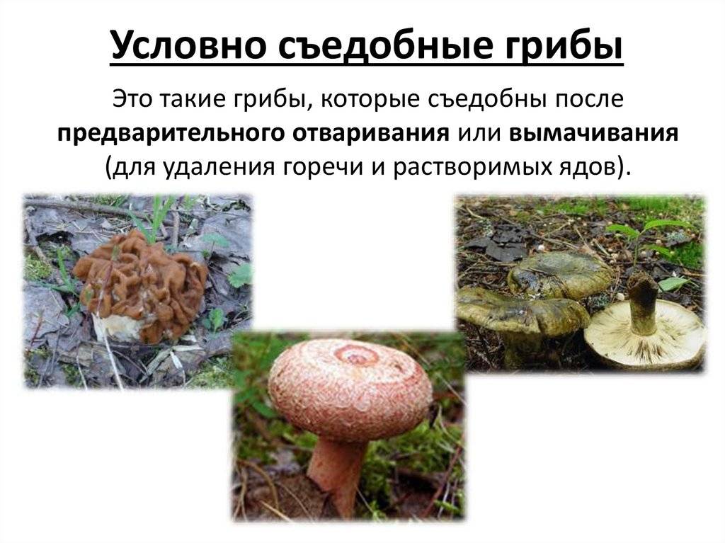 Названия грибов с картинками: съедобные, несъедобные, фото
