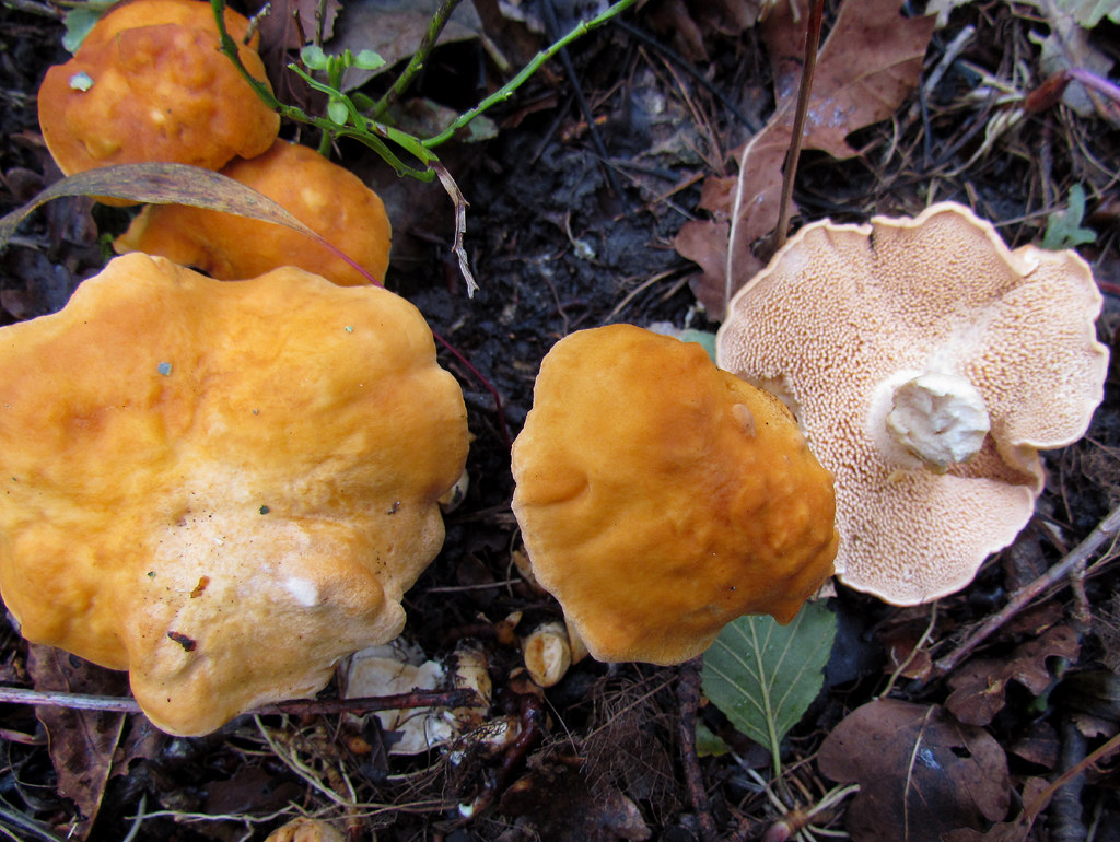 Ежовик желтый – описание и фото гриба | картинки съедобного желтого ежовика