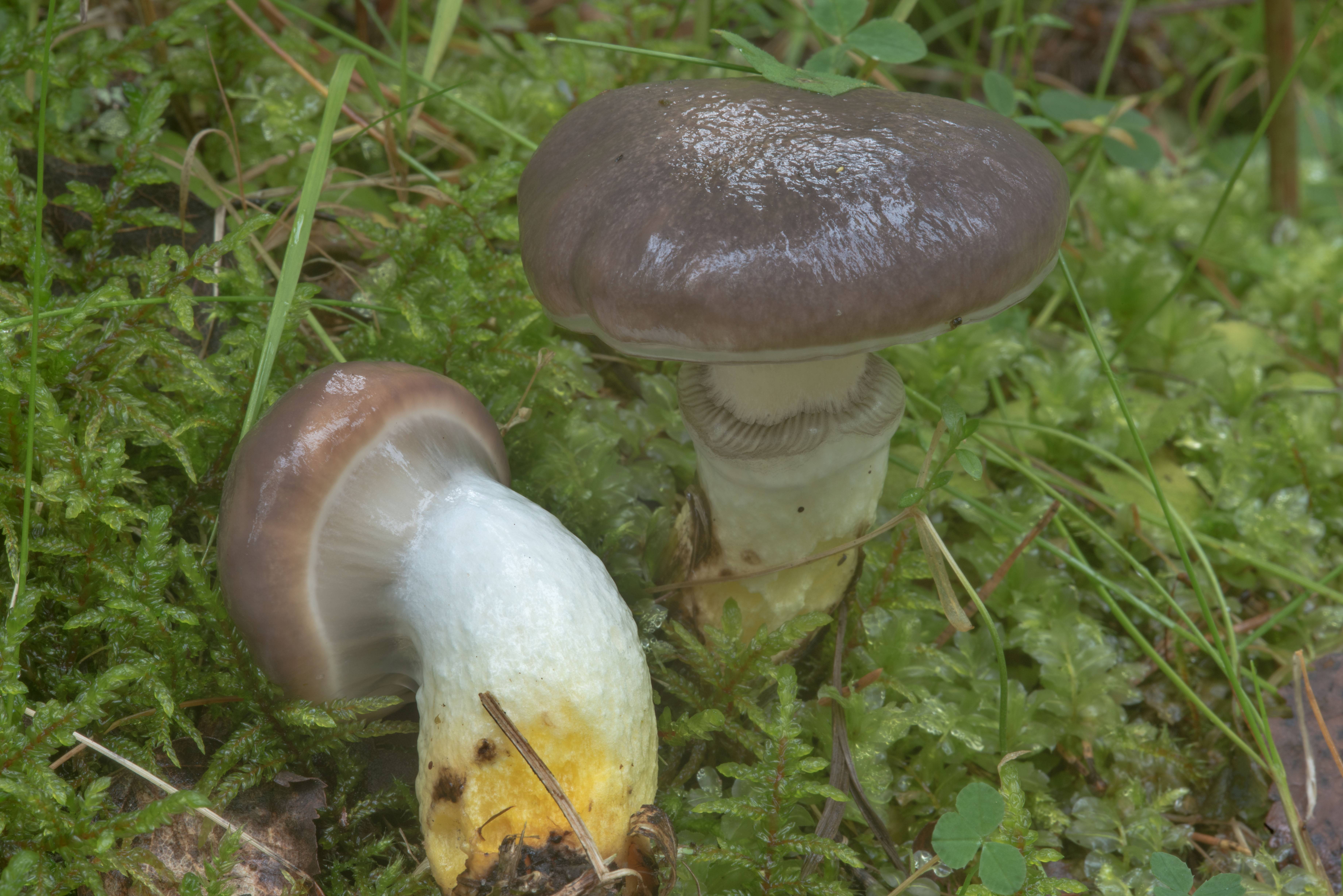 Мокруха еловая: описание гриба, места распространения, фото