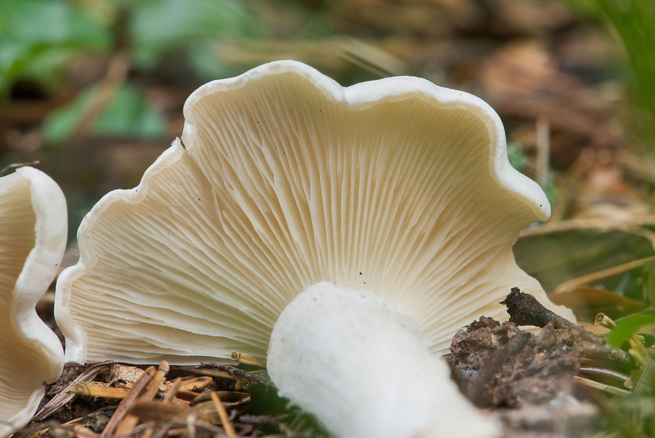 Лиофиллюм дымчато-серый (lyophyllum fumosum) – грибы сибири