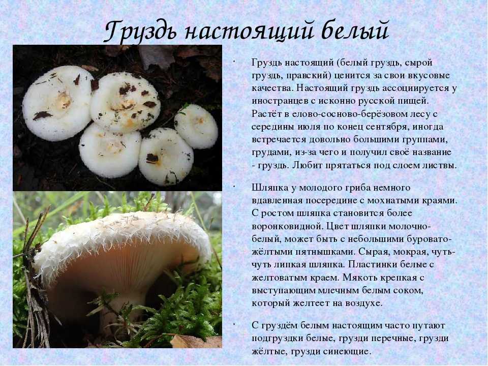 Как правильно и вкусно приготовить грибы грузди - грибы собираем