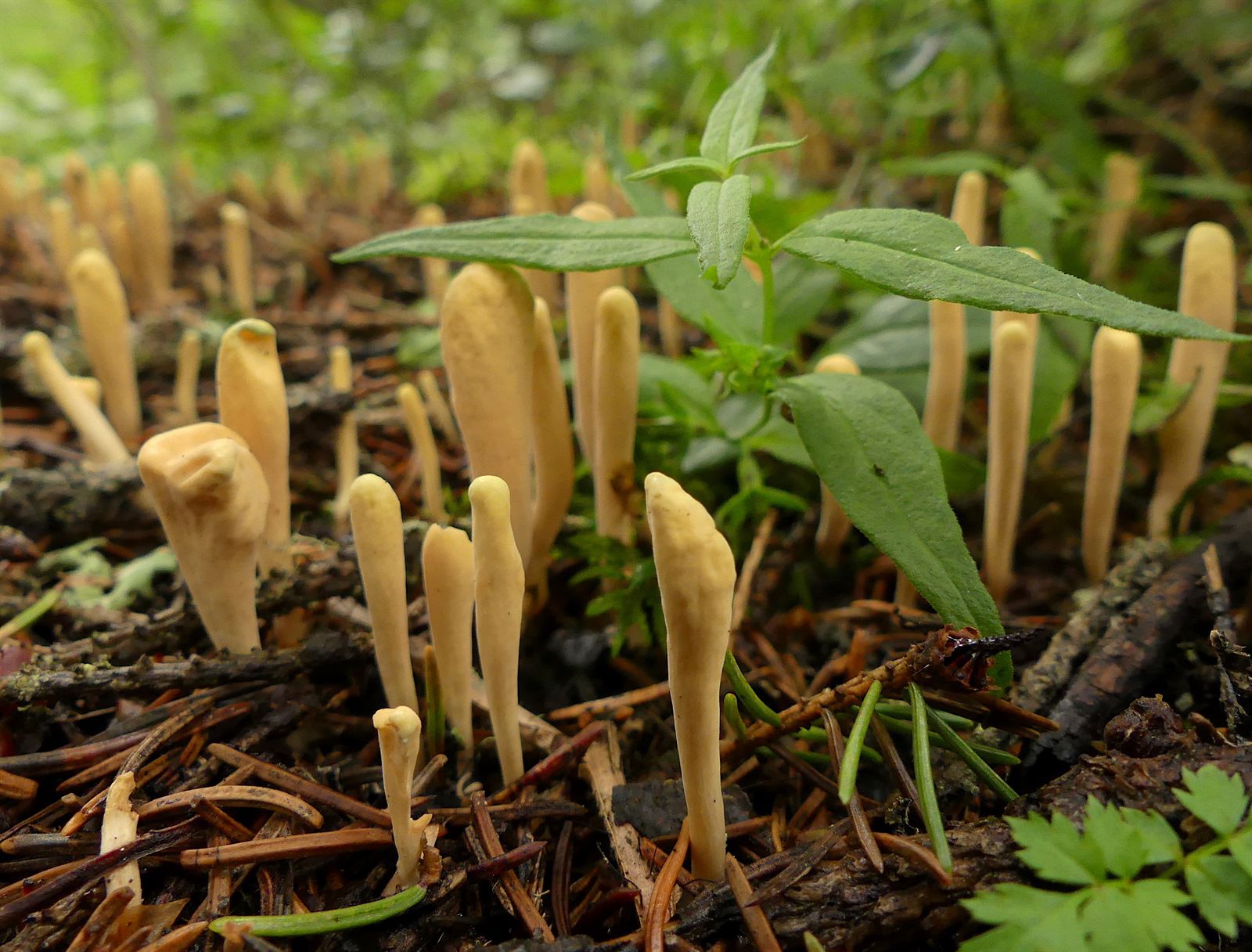Читать книгу малоизвестные съедобные грибы к. г. булгакова : онлайн чтение - страница 2
