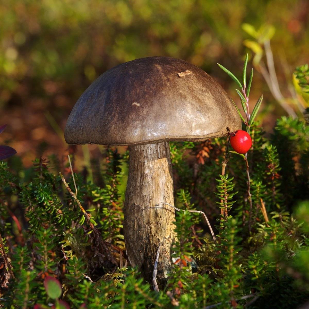 Как выглядит подберёзовик: описание разновидностей и цвета гриба