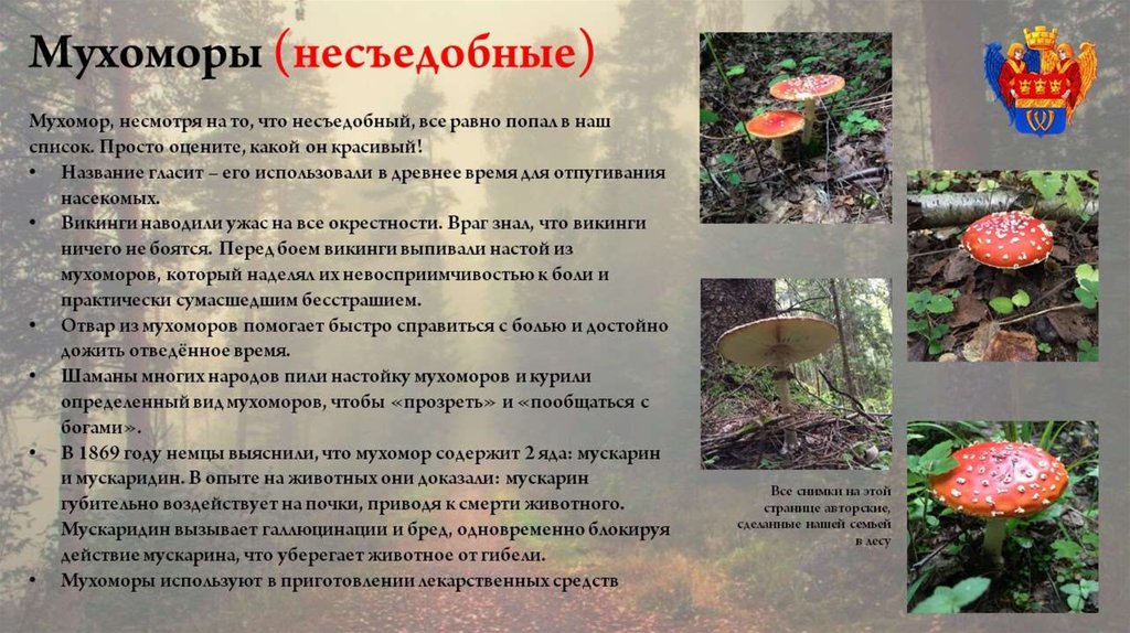 Мухомор красный ядовитый - описание и фото гриба, свойства и признаки