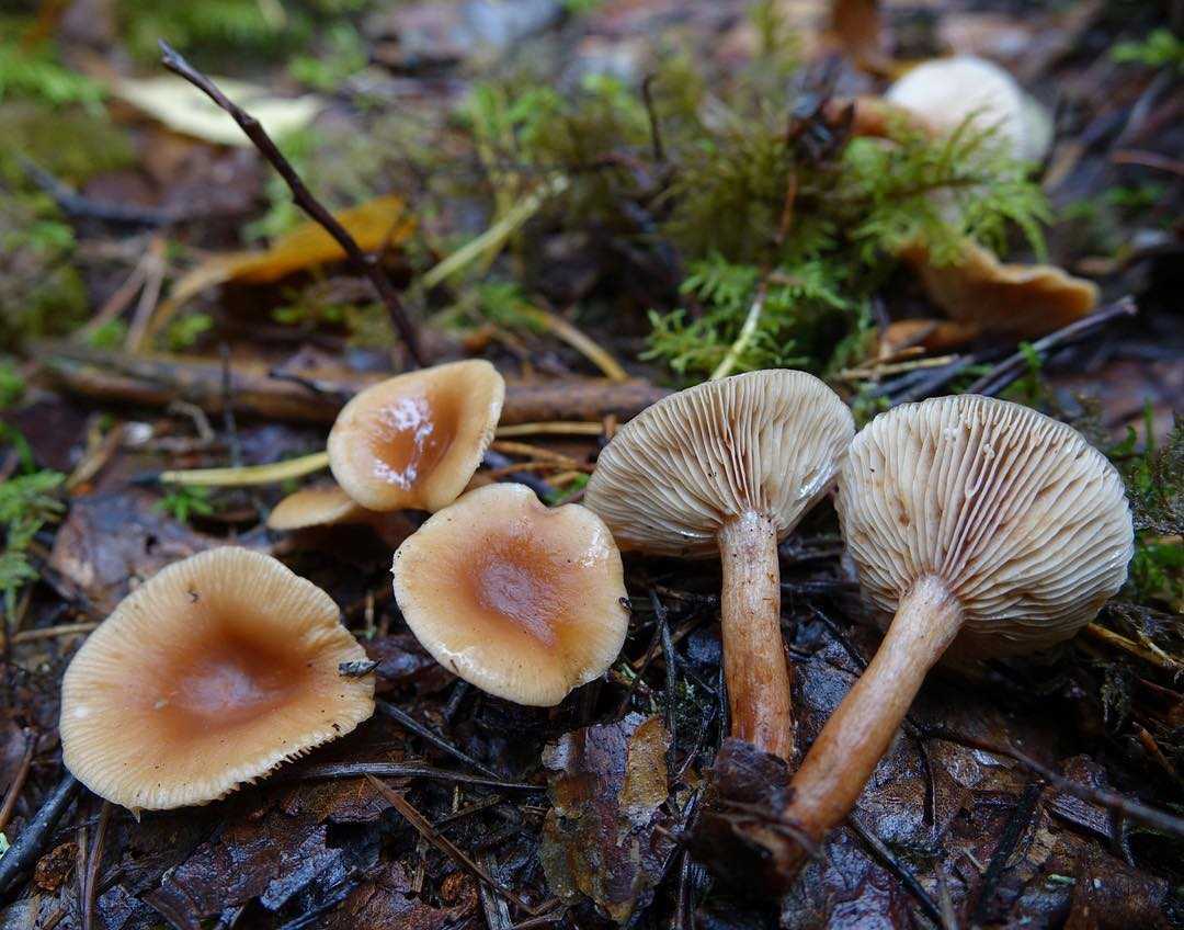 Все древесные грибы в одной подборке